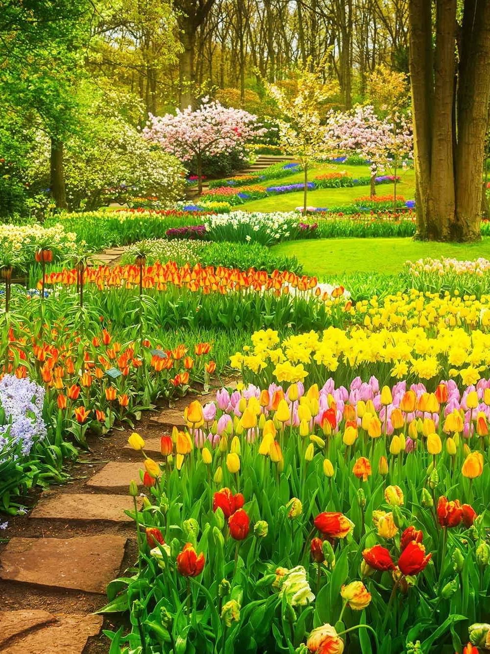 tulipes-à-Amsterdam-optimisé