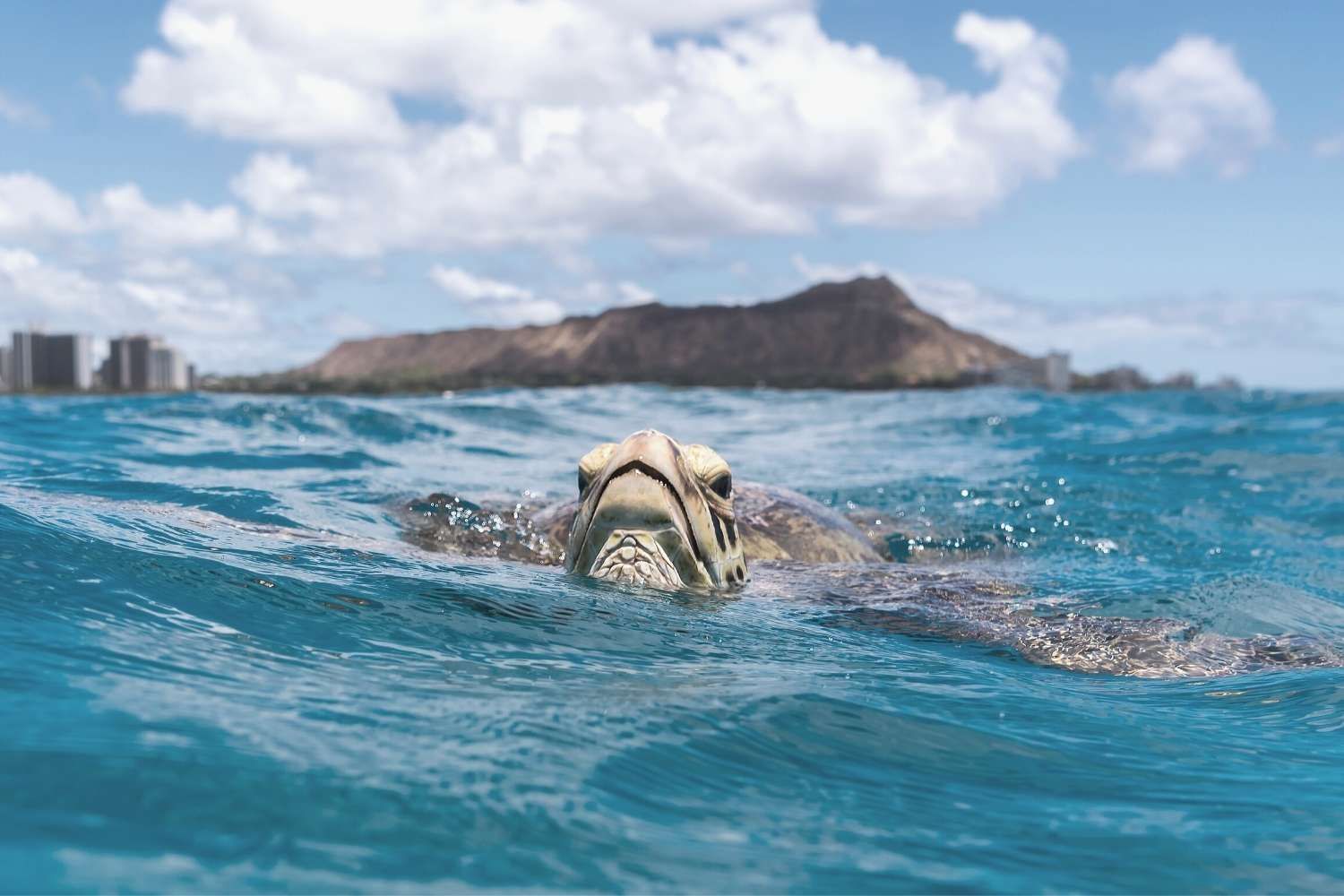 Sea Turtle on the Waikiki Beach on a sunny day near Waikiki Resort Hotel