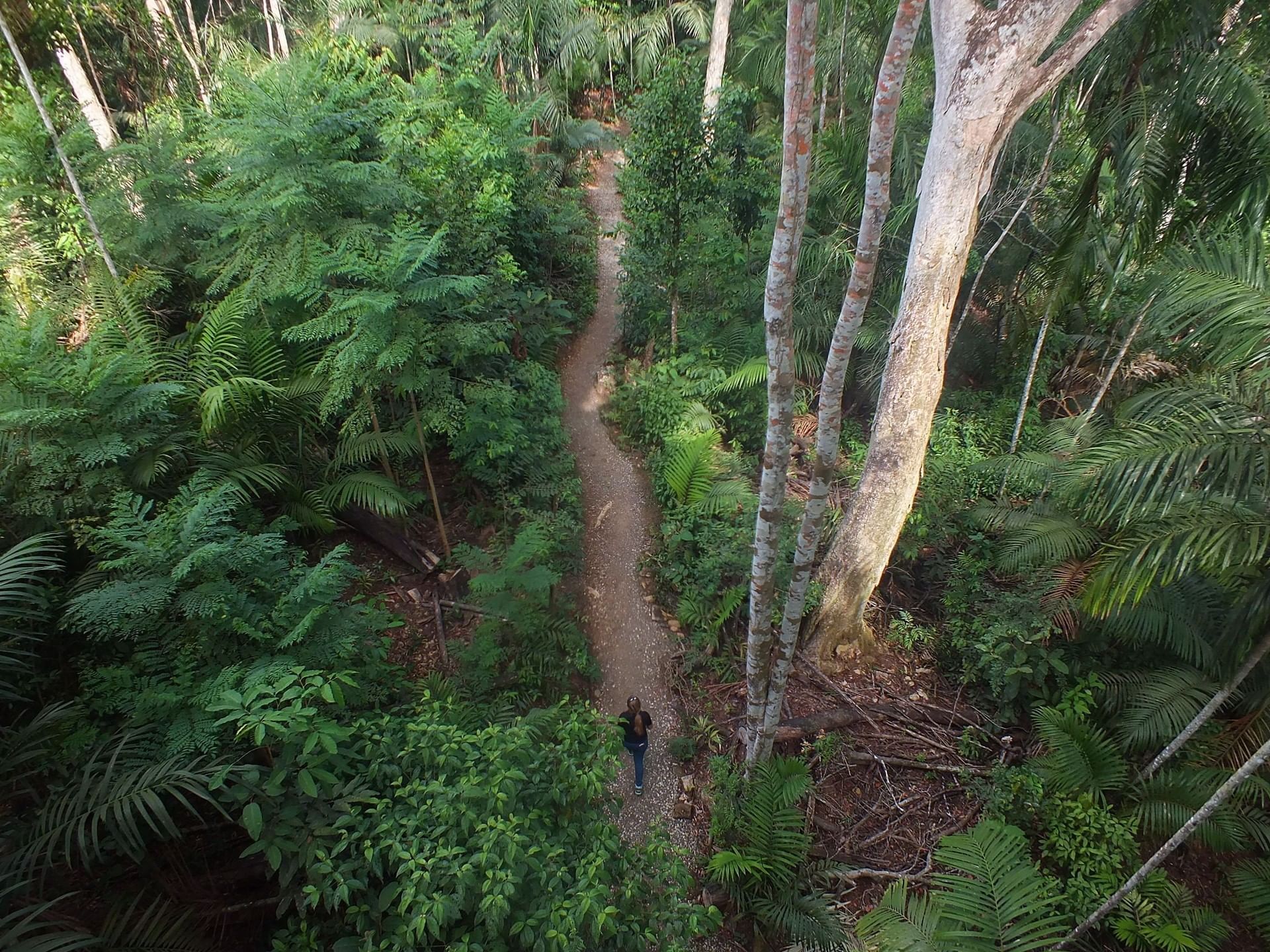 Walk path in Panama rainforest near Gamboa Rainforest Resort