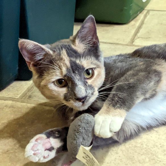 Cat with a chew toy at Alderbrook Resort & Spa