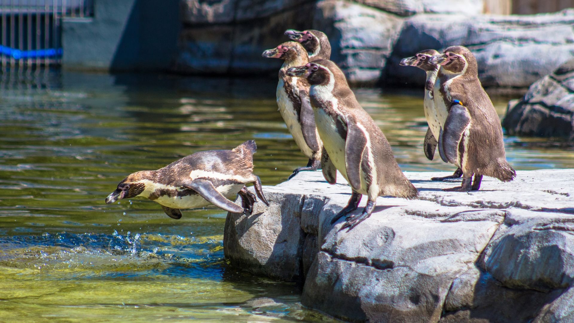 Penguins in Chester Zoo near the Hotel Wirral