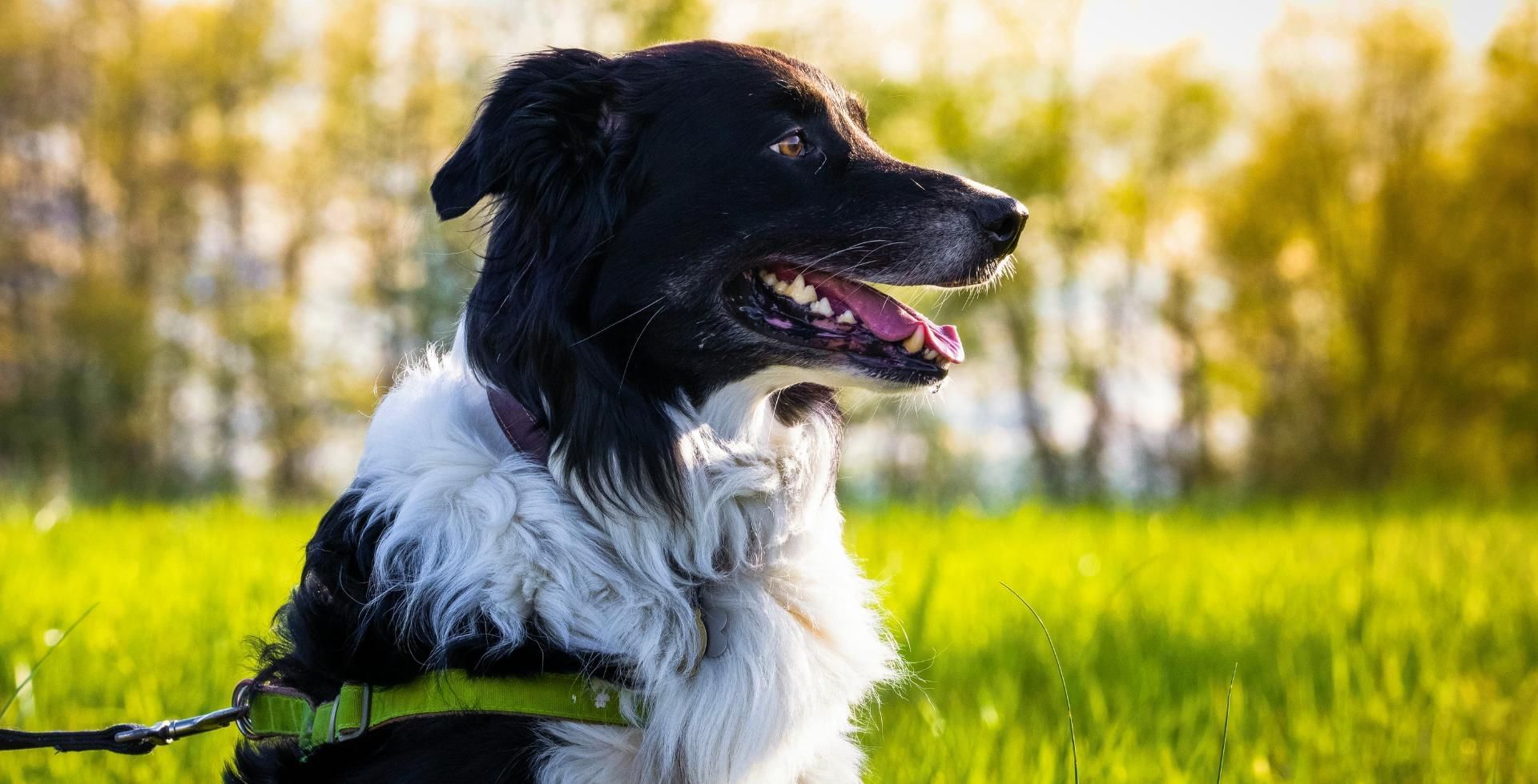 Dog at dog friendly hotel Easthampstead Park in Berkshire