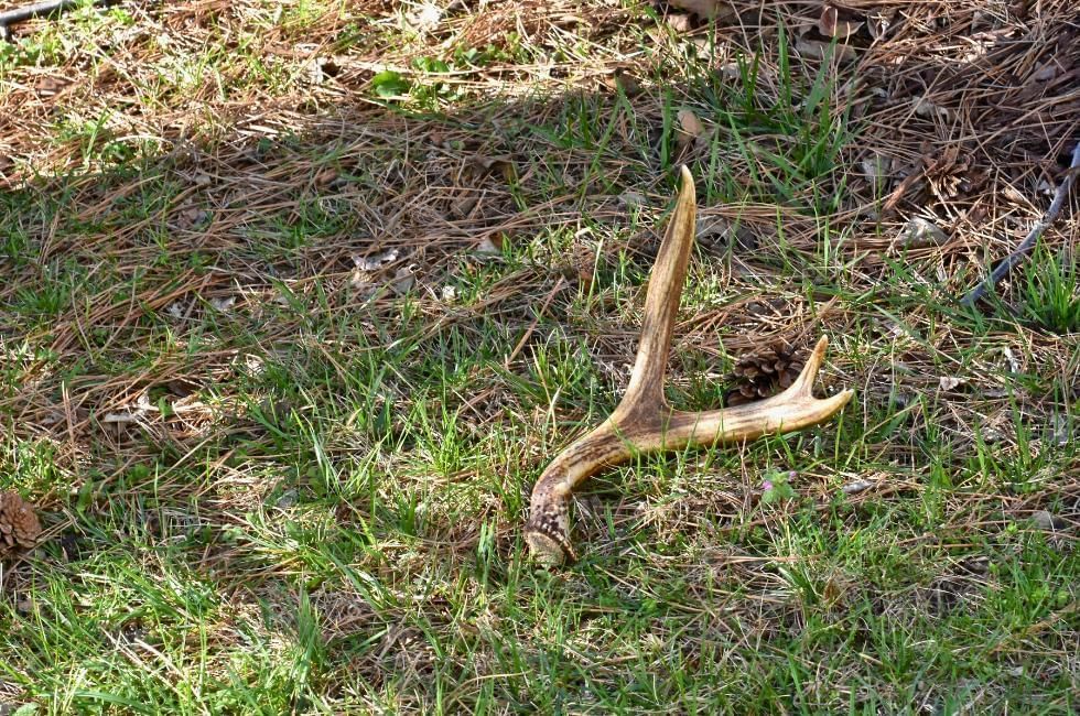 when and why do deer shed their antlers featuring an antler on the forest floor