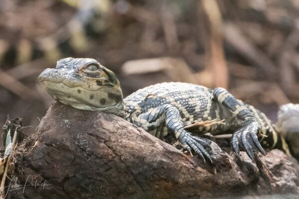 Baby alligator resting on a log near Lake Buena Vista Resort Village & Spa