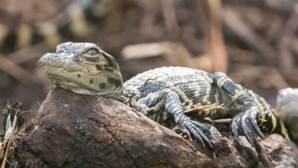 Baby alligator resting on a log near Lake Buena Vista Resort Village & Spa