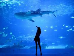 Lisbon Oceanarium