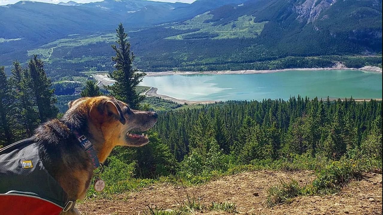hiking dog in canmore