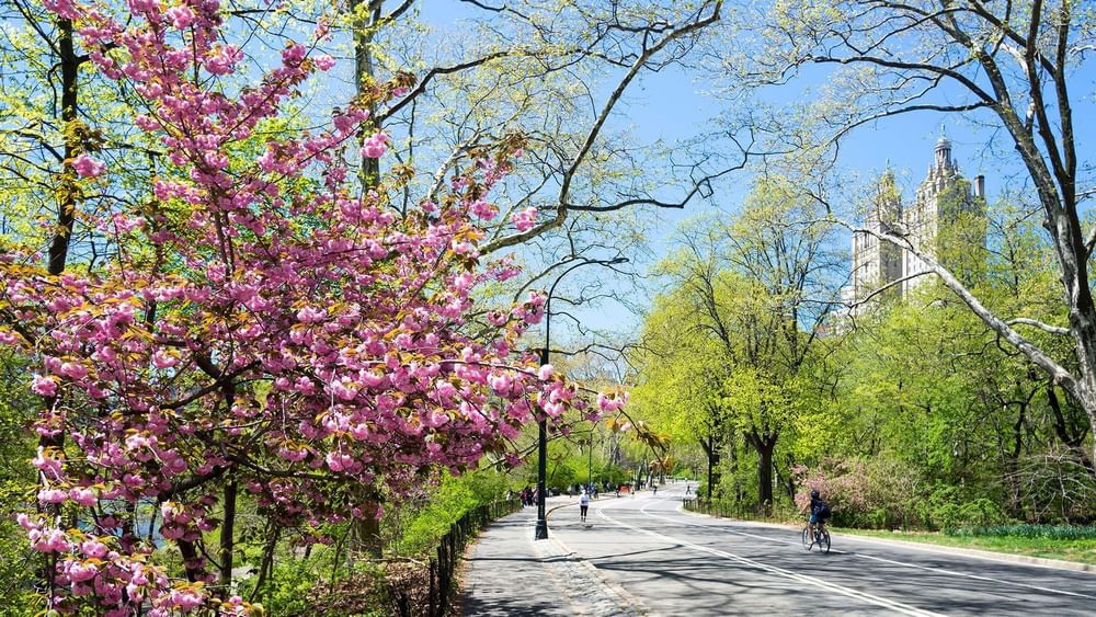 Pink cherry blossoms bloom along a paved path with cyclists in a sunny Central Park near Warwick New York