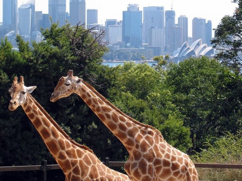 Giraffes in Taronga Zoo near Pullman Quay Grand Sydney Harbour
