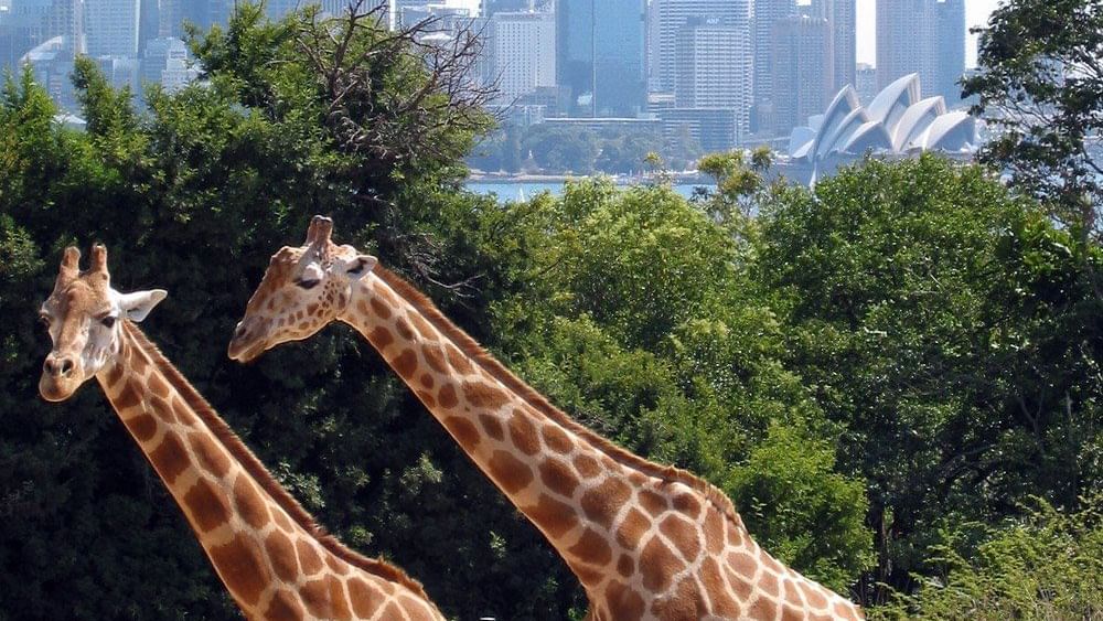 Giraffes in Taronga Zoo near Pullman Quay Grand Sydney Harbour
