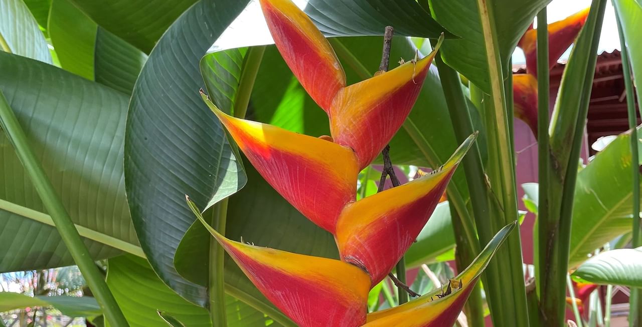 Heliconia