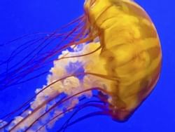 a jelly fish