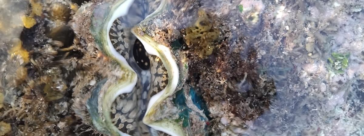 Underwater view of a large clam on the reef at Tambua Sands Beach Resort Sigatoka