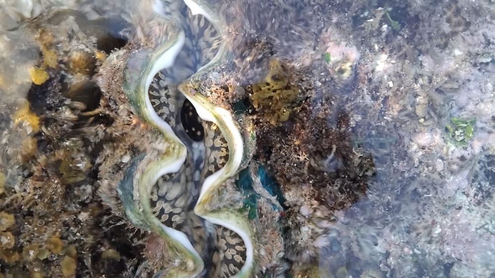 Underwater view of a large clam on the reef at Tambua Sands Beach Resort Sigatoka.