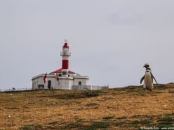 Lighthouse on the island of Magdalena with a penguin near Cabo