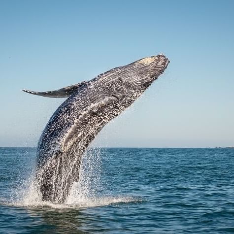 Picture of a whale jumping out of the ocean