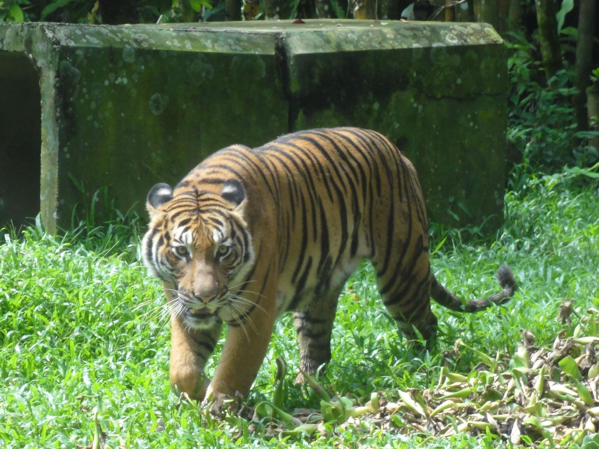 A Tiger in Zoo Negara at Kuala Lumpur near Cititel Mid Valley
