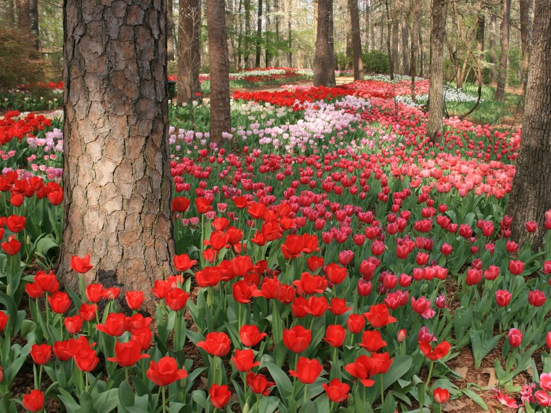 Tulip Extravaganza at Garvan Woodland Gardens