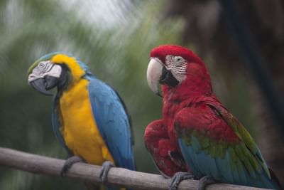 Two Macaw birds at the Zoo near Playa Blanca Beach Resort