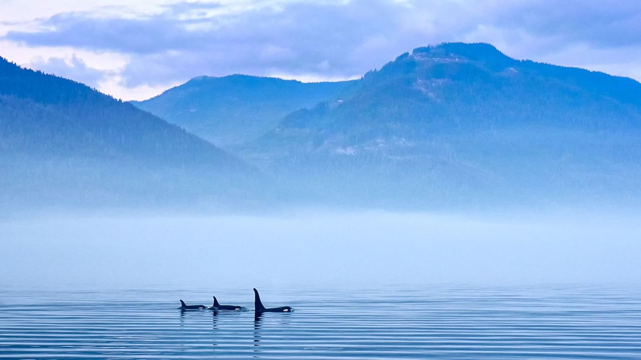 Vancouver Island Resident hotel offer in Campbell River