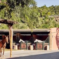Horses in their stable near Marbella Club Hotel