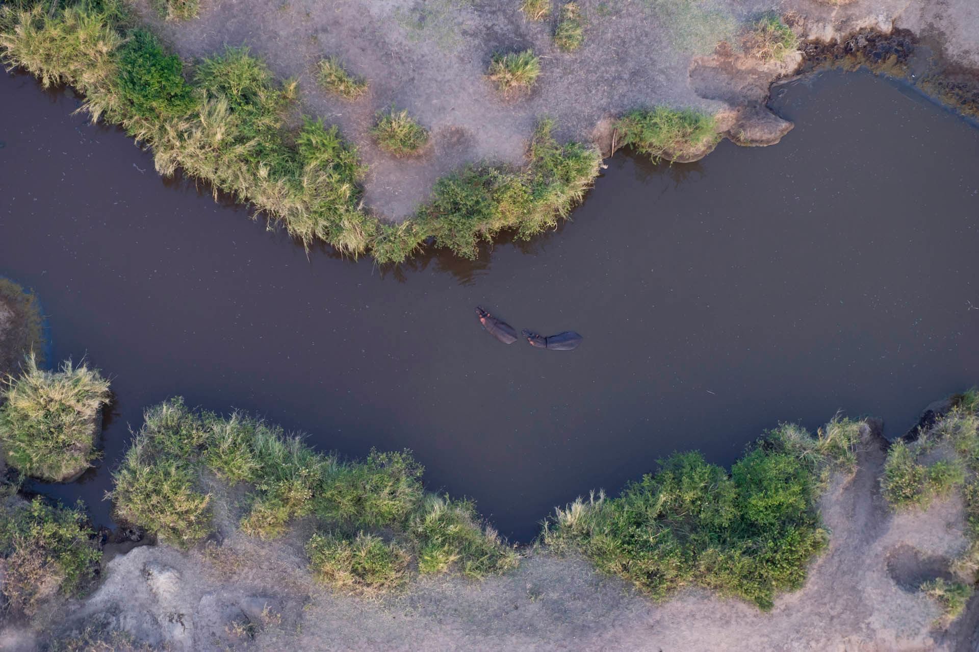 View of hippos in the river near Serengeti Serena Safari Lodge