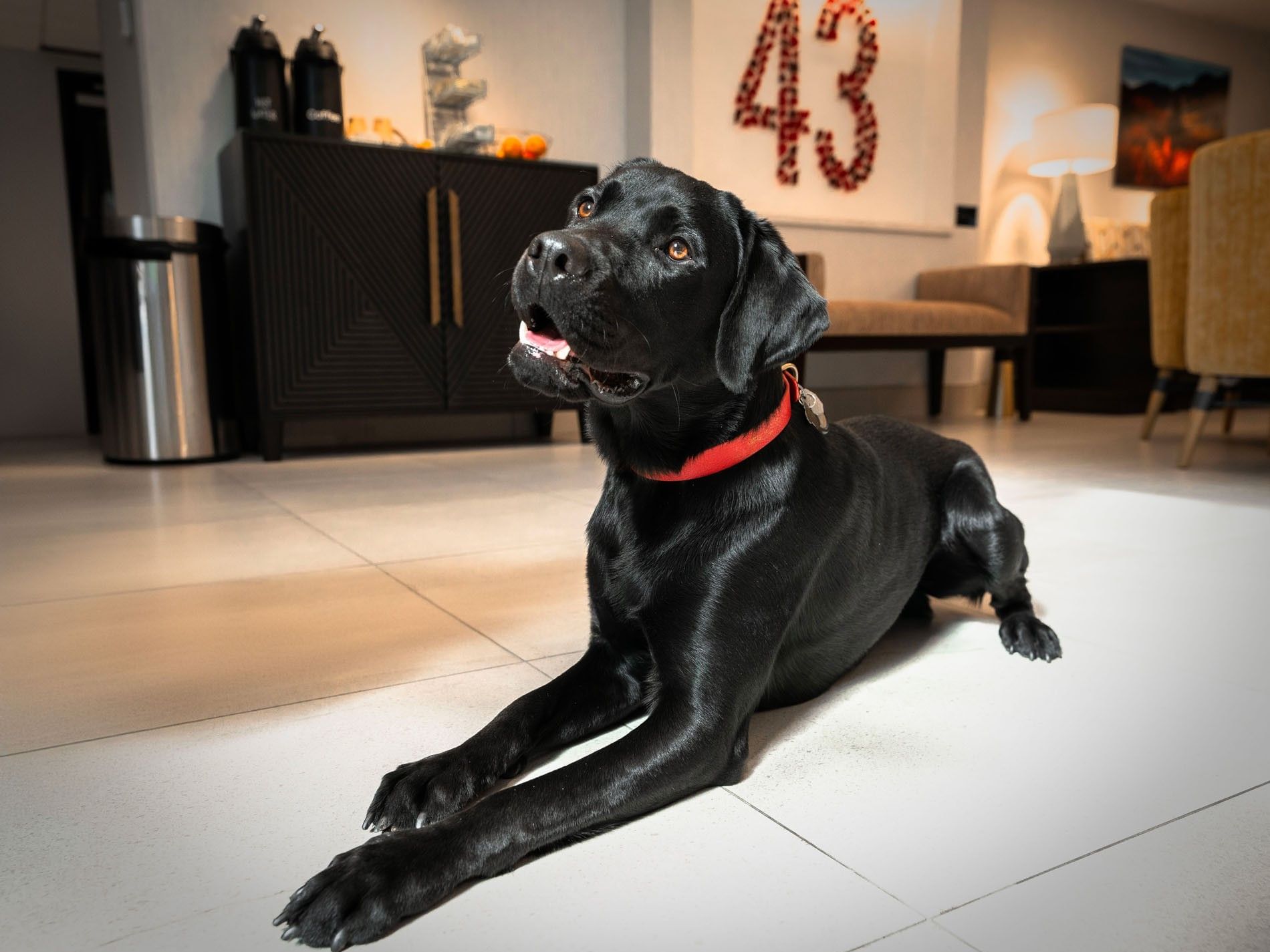 A friendly black dog with a red collar relaxing on the tiled floor of the lobby at Hotel 43 Boise