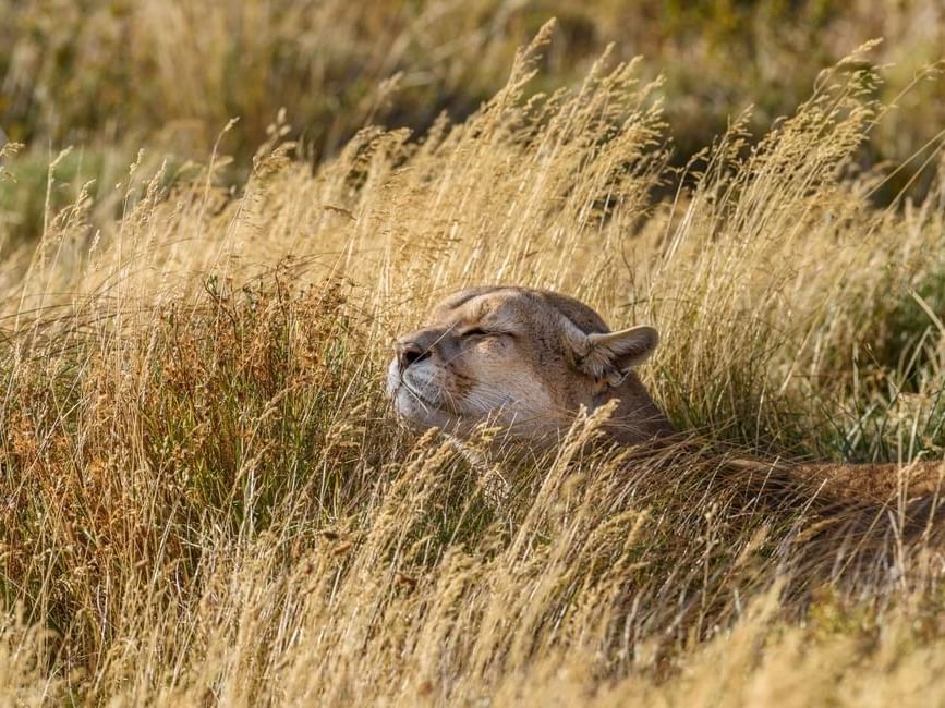 Puma sits relaxed in grass at the Park near Hoteles Australis