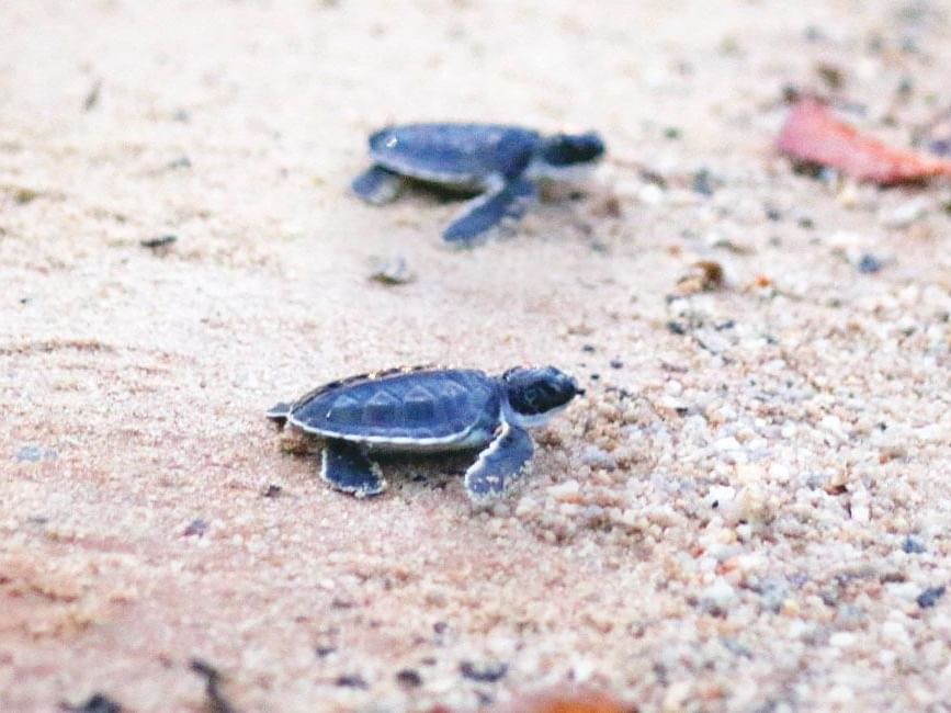 Tourism Malaysia Champions Turtle Conservation and Sustainable Tourism at Lexis Hibiscus Port Dickson