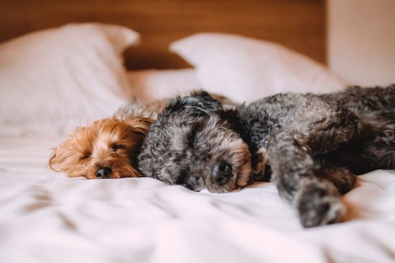 Two small dogs cuddling in bed