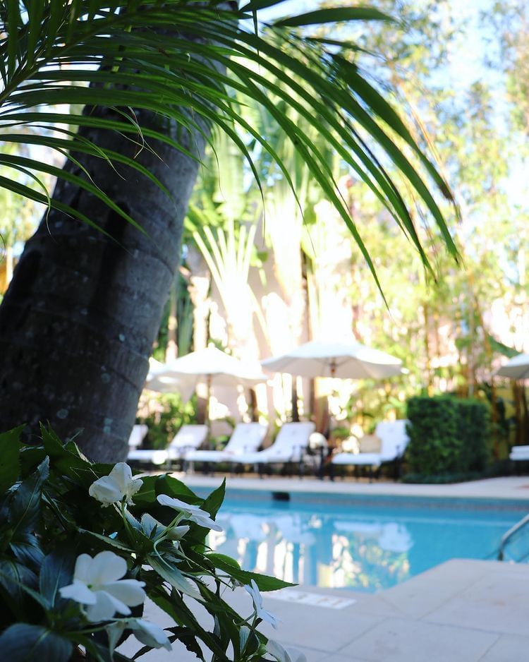 Potted white flowers beside clear swimming pool with sun loungers under white umbrellas at The Brazilian Court