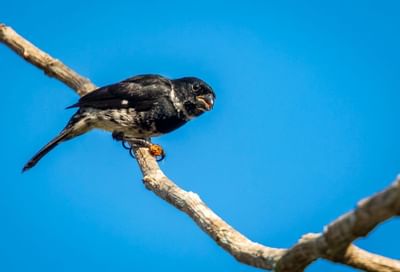 pequeño pájaro negro en rama