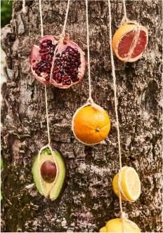 Avacado, Promogante & Orange hung on a tree at Marbella Club