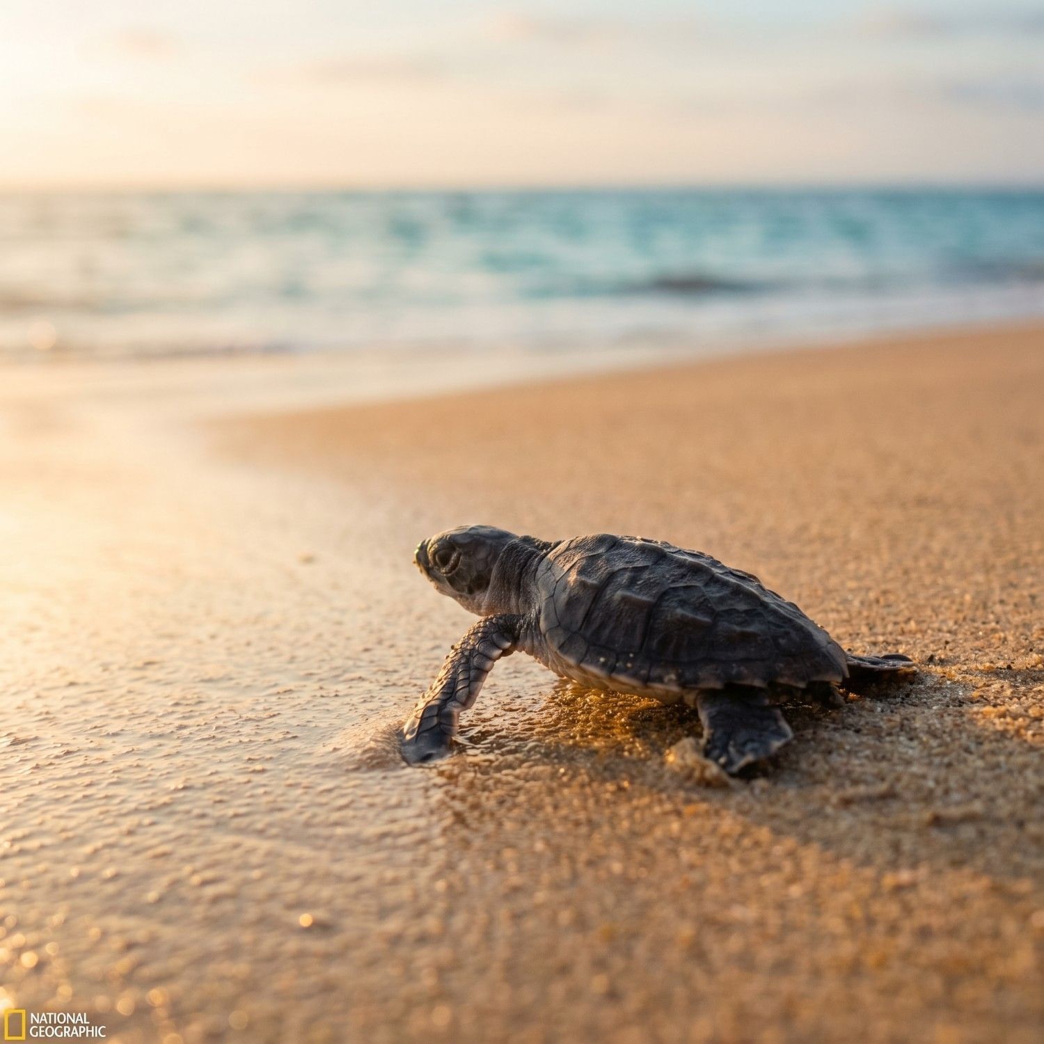 Olive ridley sea turtle hatchling emerging from the sand on a Puerto Vallarta beach at sunrise