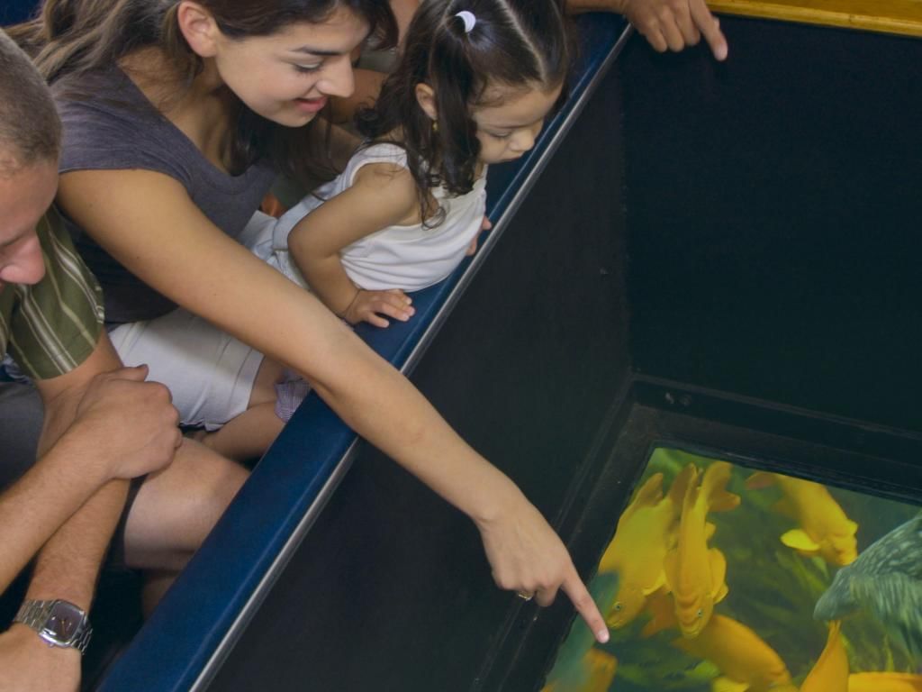 People observing fish from a Glass Bottom Boat near Catalina Island Company