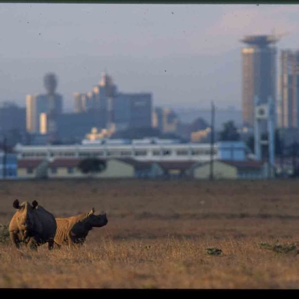 Rhinos in Nairobi National Park near Nairobi Serena Hotel