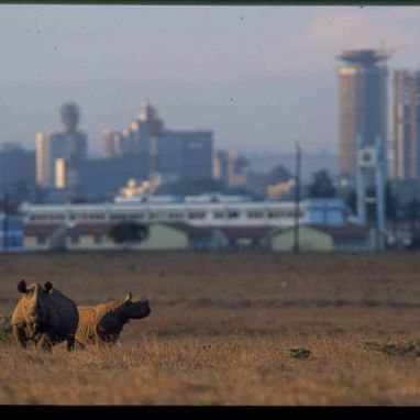 Rhinos in Nairobi National Park near Nairobi Serena Hotel