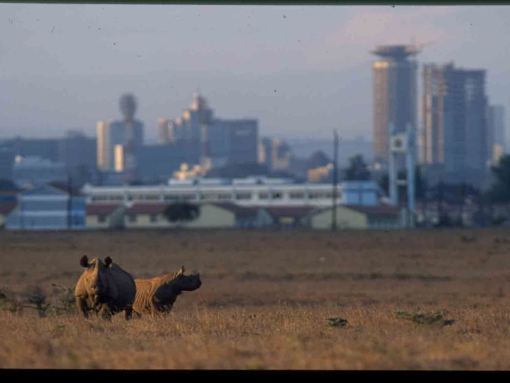 Rhinos in Nairobi National Park near Nairobi Serena Hotel