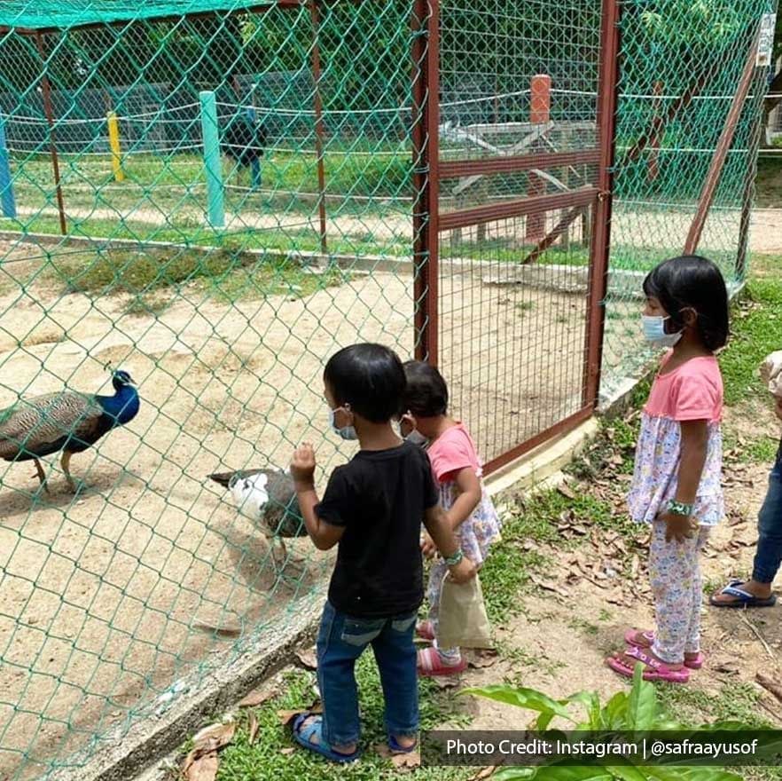 a few kids looking at some birds behind a fence