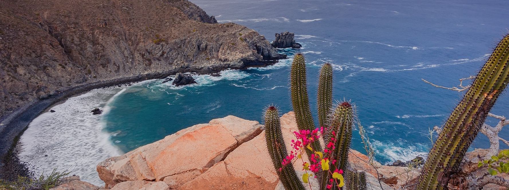 Cactus with pink and yellow flowers overlooks a rugged coastline and blue ocean near the Marquis Los Cabos Resort