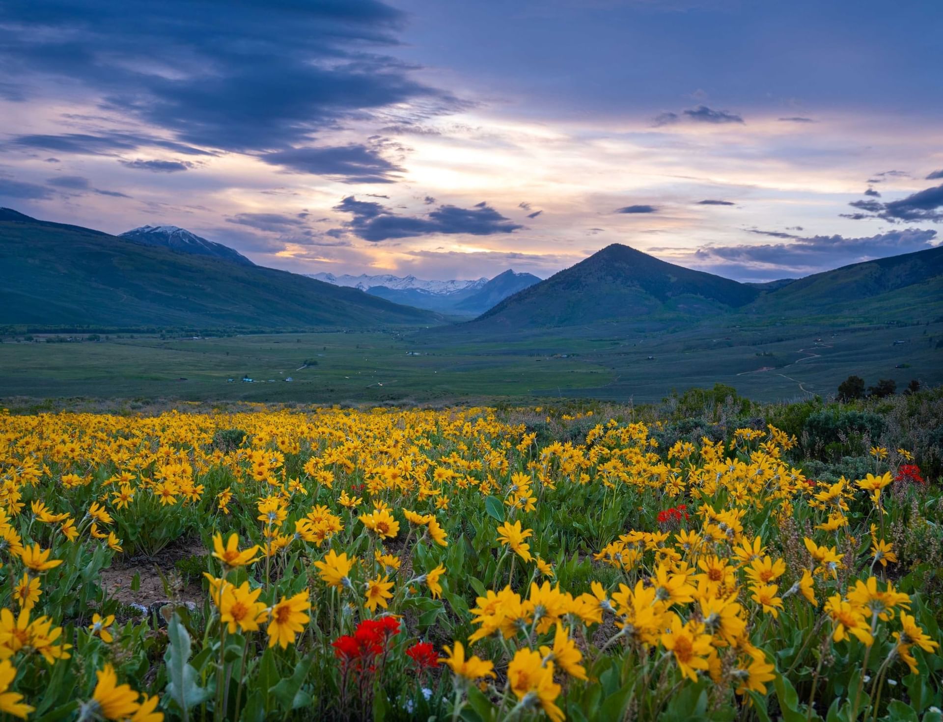 Sunset over a field of yellow wildflowers at Almont Triangle reservoir in Colorado.
