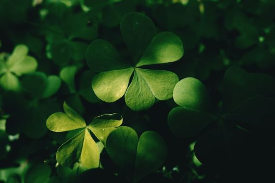 Photograph of four-leaf clover plant leaves, The Rockaway Hotel