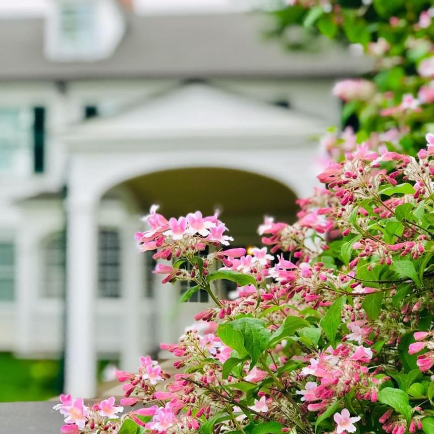 Close-up view of vibrant pink flowers and green leaves with historic white house in the background near Avon Old Farms Hotel