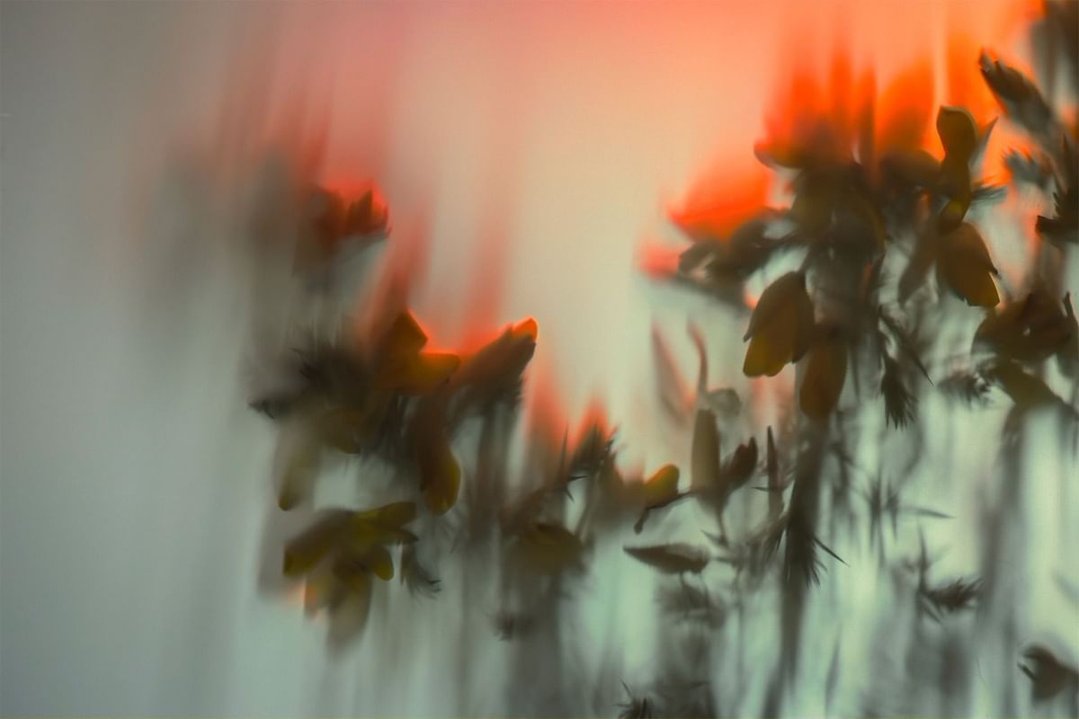 Blurred background image of tree branch used at Dunluce Lodge