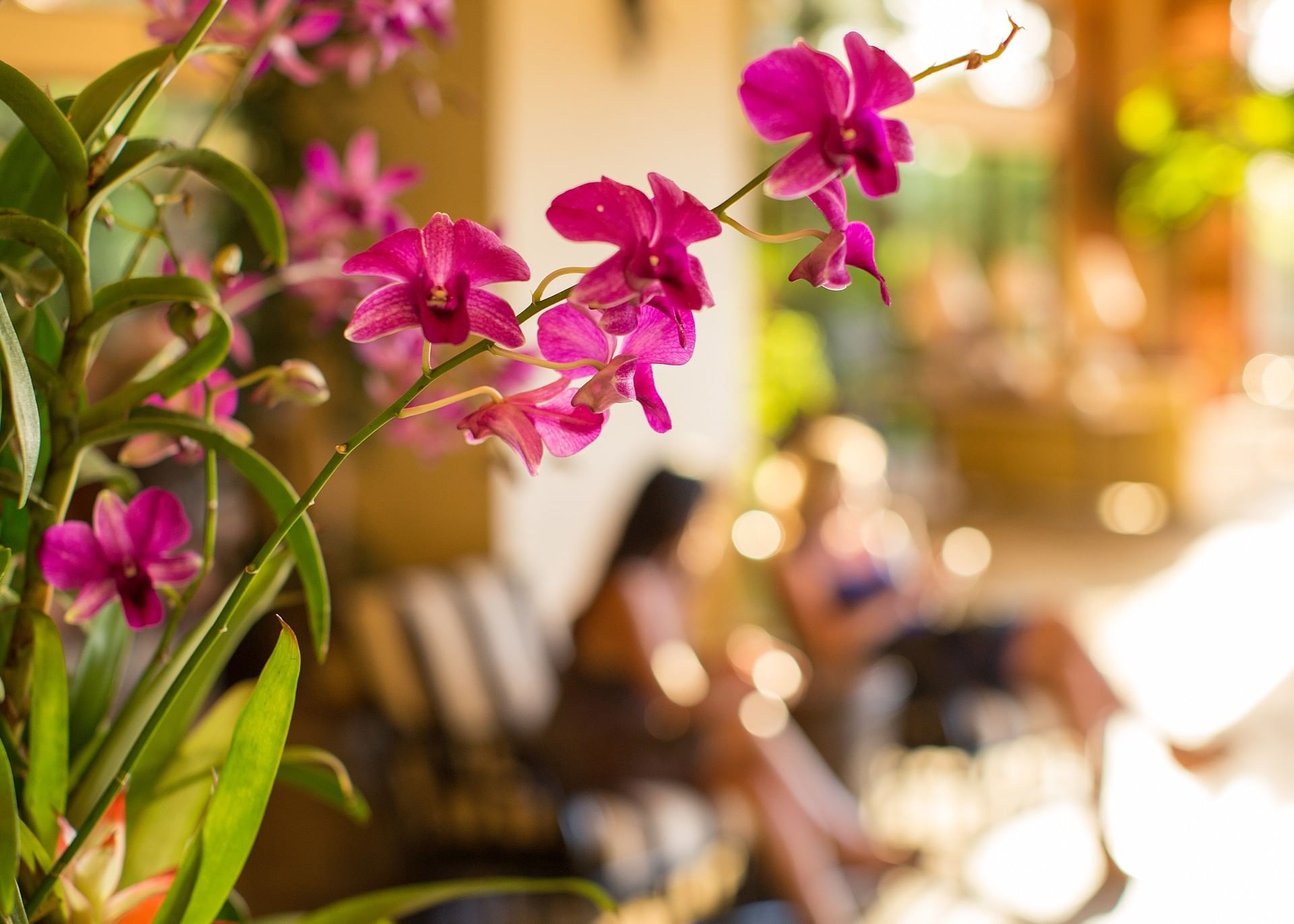 Close-up of orchids in the lobby at Maui Coast Hotel