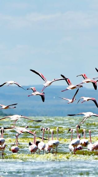 Flock of birds captured in a lake near Serena Hotels