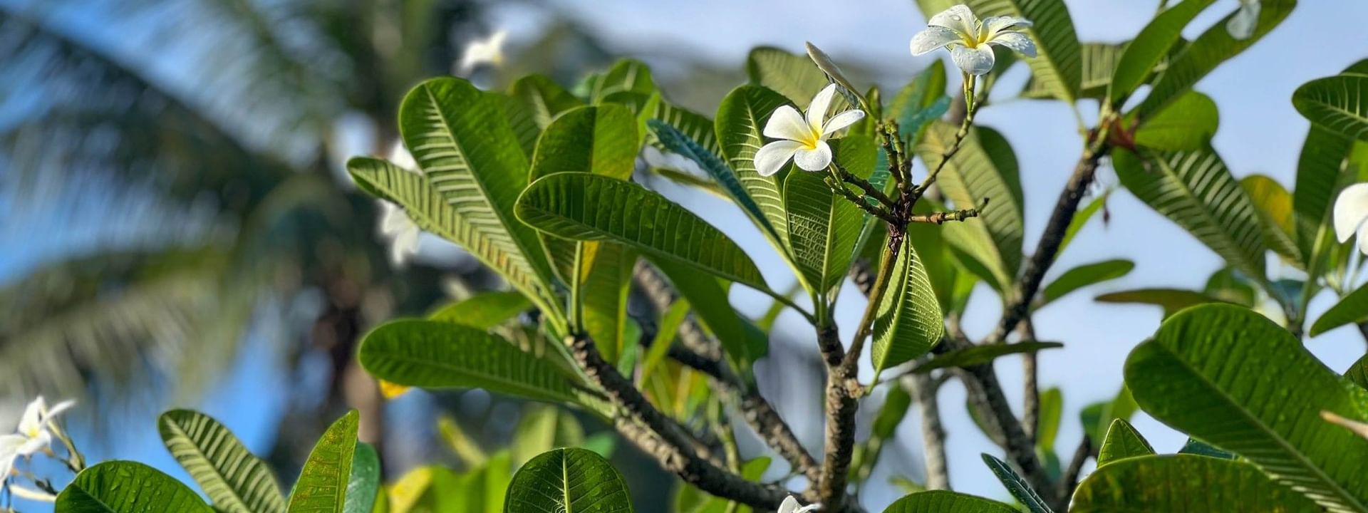 Tropical plants and white flowers under a clear blue sky at The Naviti Resort in Fiji