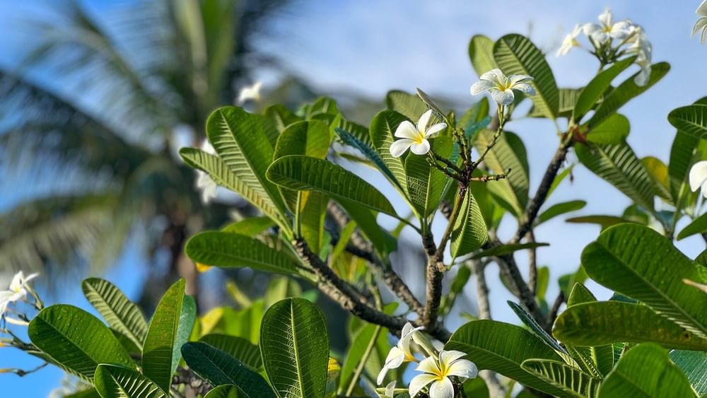 Tropical plants and white flowers under a clear blue sky at The Naviti Resort in Fiji.