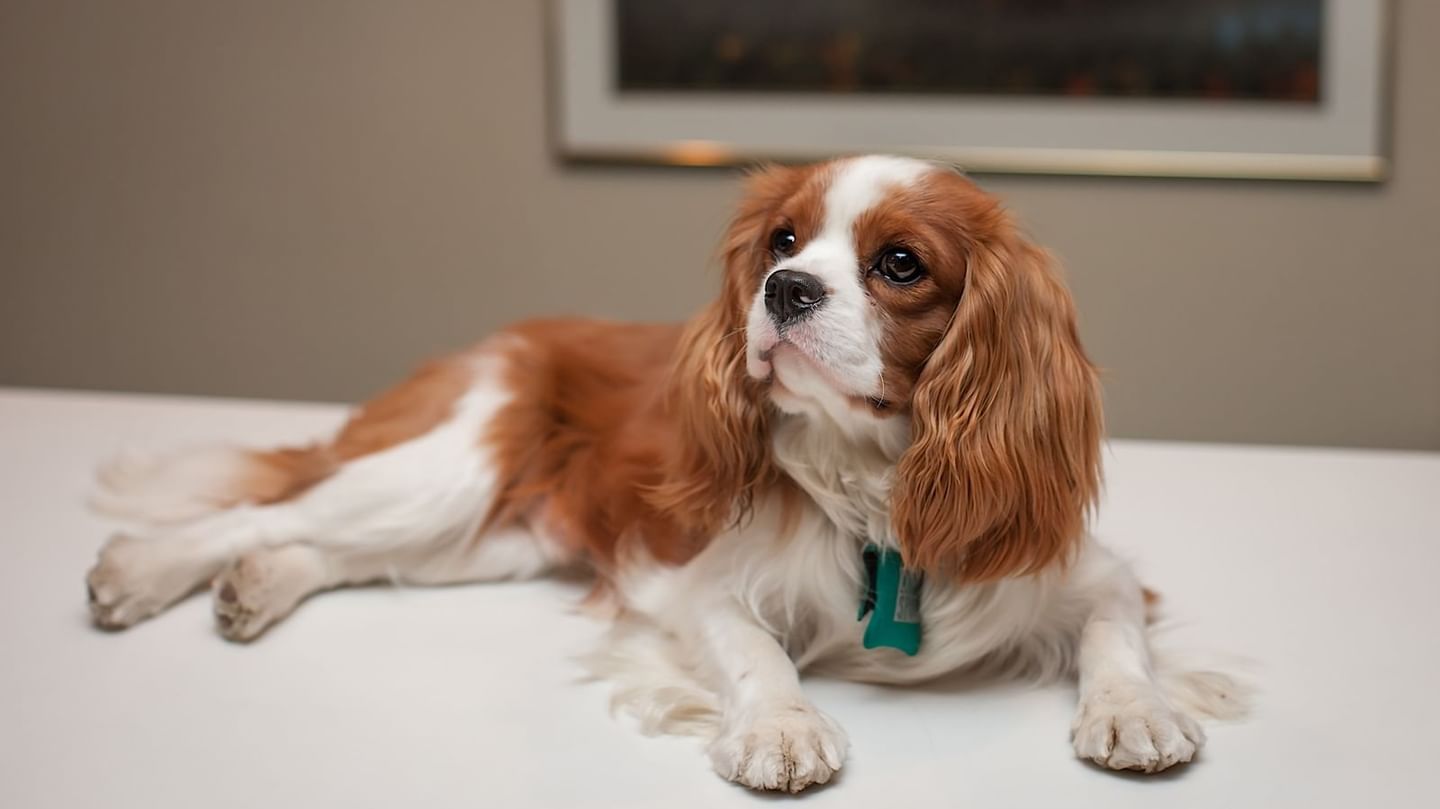 Image of a dog resting on a bed at White Mountain Hotel