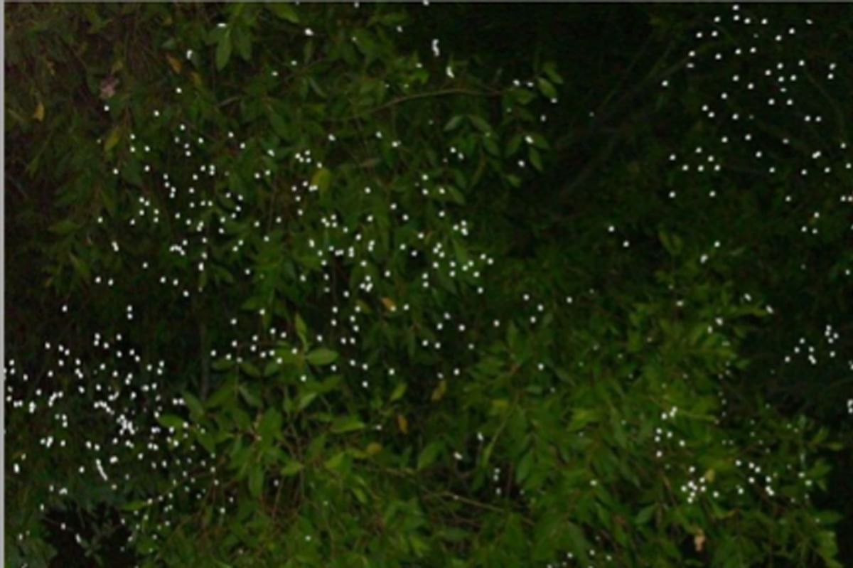 Fireflies at Sungai Kerian near Sunway Hotel Seberang Jaya